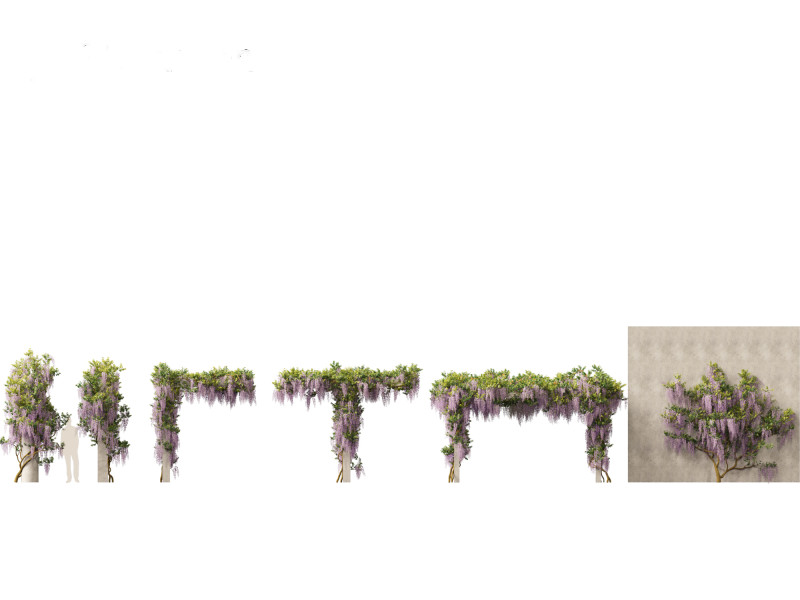 Wisteria sinensis - Chinese wisteria 02 3D Model .c4d .max .obj .3ds .fbx .stl .blend 