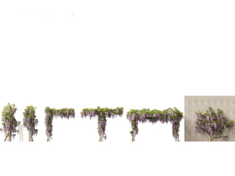 Wisteria sinensis - Chinese blauweregen 02 3D Model