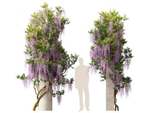 Wisteria sinensis - Chinese wisteria 02 3D Model