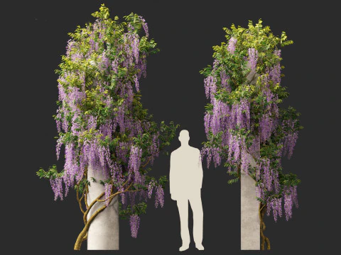 Wisteria sinensis - Chinese wisteria 02 3D Model