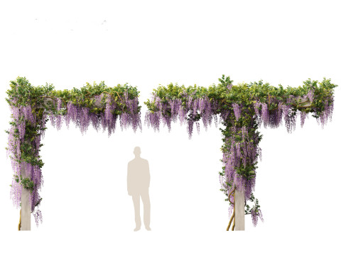 Wisteria sinensis - Chinese wisteria 02 3D Model