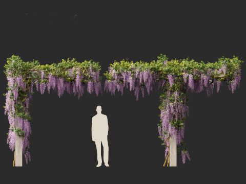 Wisteria sinensis - Chinese wisteria 02 3D Model