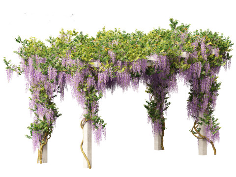 Wisteria sinensis - Chinese wisteria 02 3D Model