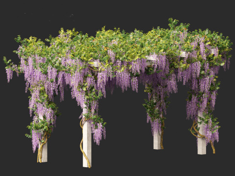 Wisteria sinensis - Chinese wisteria 02 3D Model