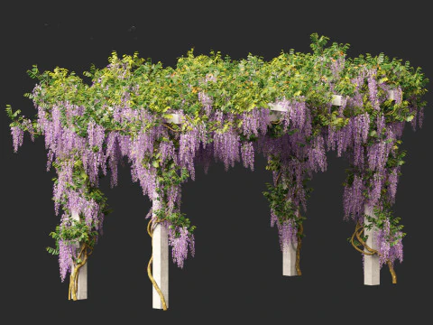 Wisteria sinensis - Chinese wisteria 02 3D Model