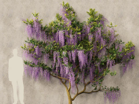Wisteria sinensis - Chinese wisteria 02 3D Model