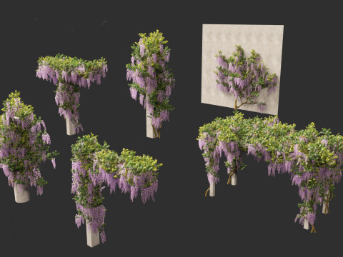 Wisteria sinensis - Chinese wisteria 02 3D Model