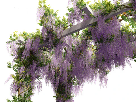 Wisteria sinensis - Chinese wisteria 02 3D Model