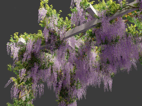 Wisteria sinensis - Chinese wisteria 02 3D Model