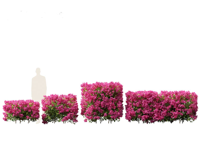 Bougainvillea glabra - Бугенвиллия малая 01 3D Модель .c4d .max .obj .3ds .fbx .stl .blend 