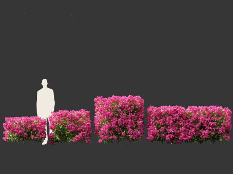 Bougainvillea glabra - Бугенвиллия малая 01 3D Модель