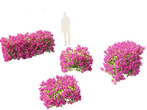 Bougainvillea glabra - Lesser bougainvillea 01 Model 3D