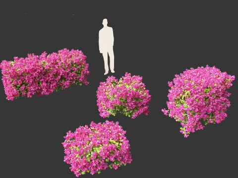 Bougainvillea glabra - Lesser bougainvillea 01 Model 3D