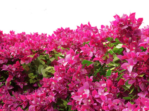 Bougainvillea glabra - Бугенвиллия малая 01 3D Модель