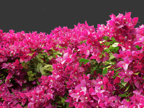 Bougainvillea glabra - Lesser bougainvillea 01 Model 3D