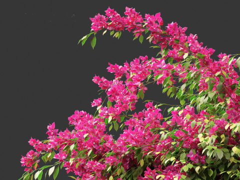 Bougainvillea glabra - Lesser bougainvillea 02 3D Model