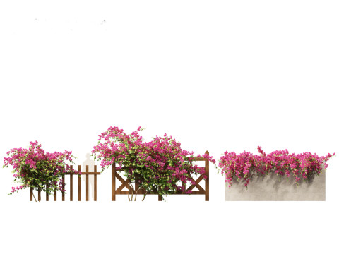 Bougainvillea glabra - Lesser bougainvillea 02 3D Модель