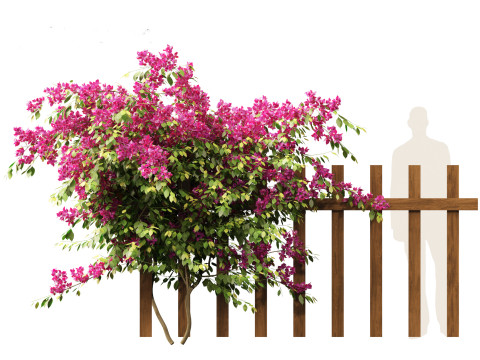 Bougainvillea glabra - Lesser bougainvillea 02 3D Model