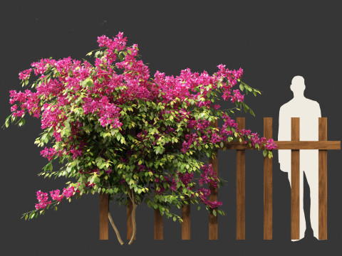 Bougainvillea glabra - Lesser bougainvillea 02 3D Model