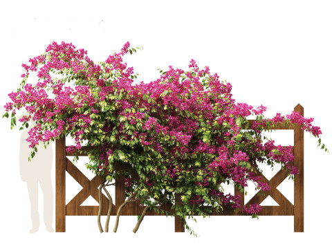Bougainvillea glabra - Lesser bougainvillea 02 3D Model