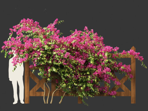 Bougainvillea glabra - Lesser bougainvillea 02 3D Model