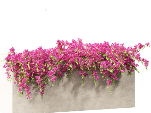 Bougainvillea glabra - Lesser bougainvillea 02 3D Model