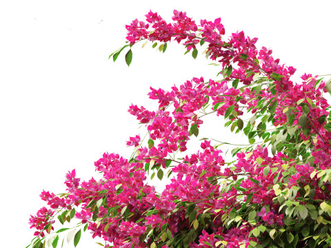 Bougainvillea glabra - Lesser bougainvillea 02 3D Model