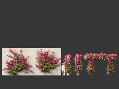 Bougainvillea glabra - Lesser bougainvillea 03 Modèle 3D