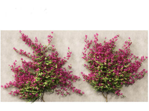 Bougainvillea glabra - Lesser bougainvillea 03 Modèle 3D