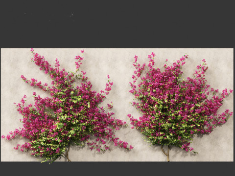 Bougainvillea glabra - Lesser bougainvillea 03 Modèle 3D