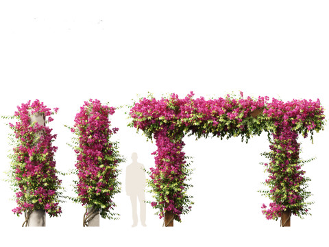 Bougainvillea glabra - Lesser bougainvillea 03 Modèle 3D