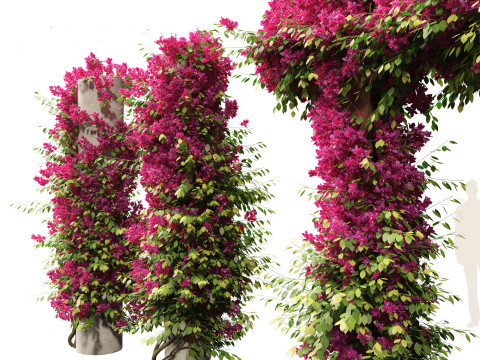 Bougainvillea glabra - Lesser bougainvillea 03 Modèle 3D