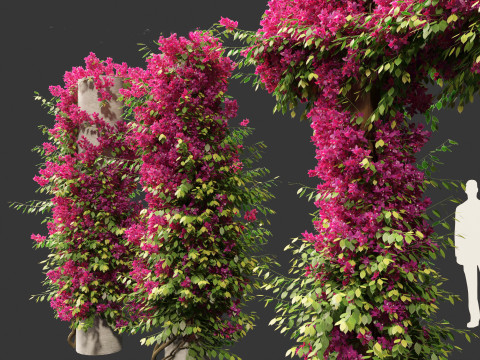 Bougainvillea glabra - Lesser bougainvillea 03 Modèle 3D