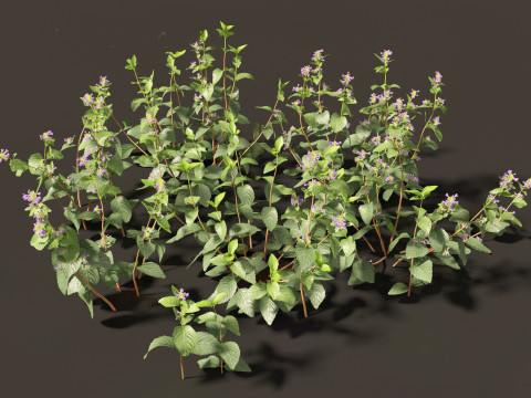 Clinopodium chinense - clinopodion 3D 모델