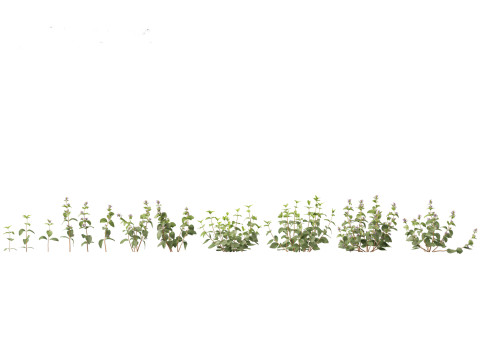 Clinopodium chinense - clinopodion 3D 모델
