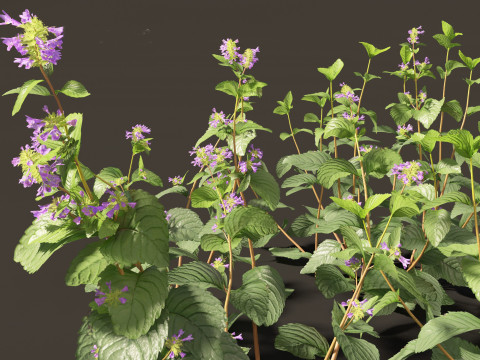 Clinopodium chinense - clinopodion 3D 모델
