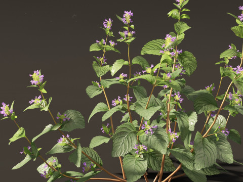 Clinopodium chinense - clinopodion 3D 모델