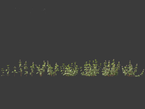 Clinopodium chinense - clinopodion 3D 모델