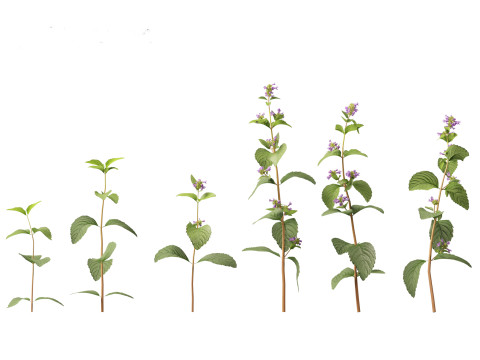 Clinopodium chinense - clinopodion 3D 모델