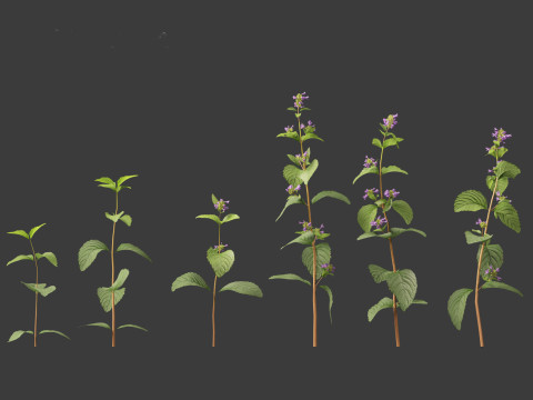 Clinopodium chinense - clinopodion 3D 모델