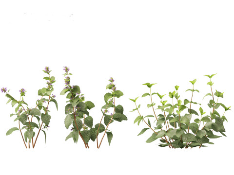 Clinopodium chinense - clinopodion 3D 모델