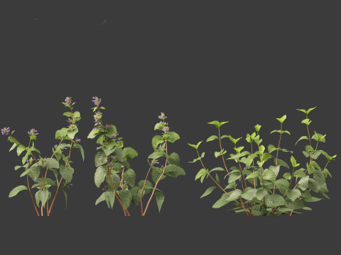 Clinopodium chinense - clinopodion 3D 모델