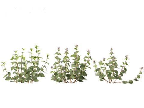 Clinopodium chinense - clinopodion 3D 모델