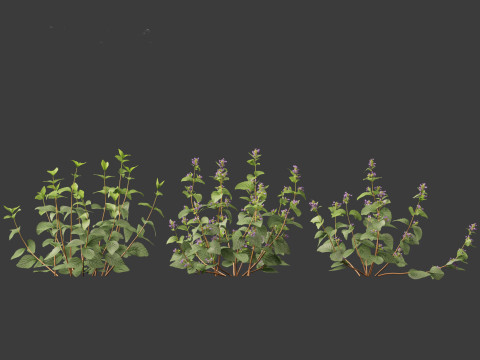 Clinopodium chinense - clinopodion 3D 모델