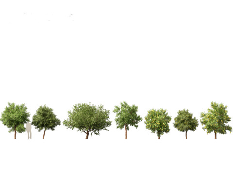 Citrus limon - Lemon Tree 02 3D Model