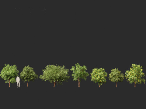 Citrus limon - Lemon Tree 02 Modèle 3D