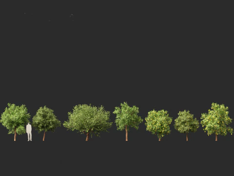 Citrus limon - Lemon Tree 02 3D Model