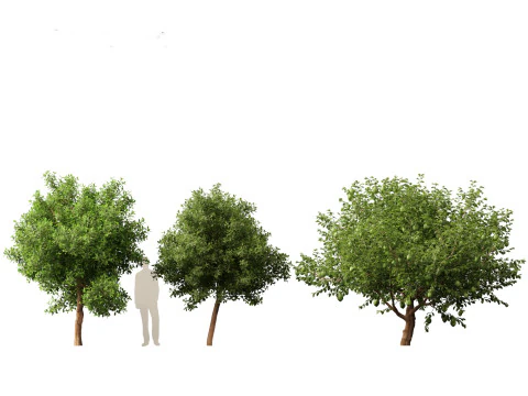Citrus limon - Lemon Tree 02 3D Model
