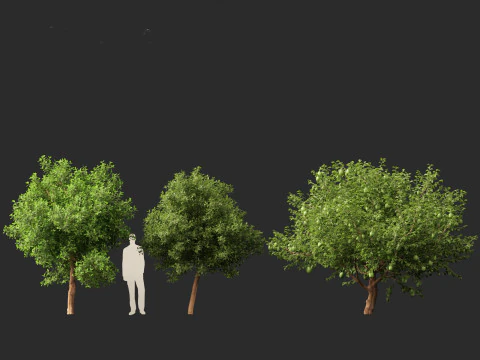 Citrus limon - Lemon Tree 02 3D Model