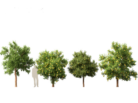 Citrus limon - Lemon Tree 02 Modèle 3D